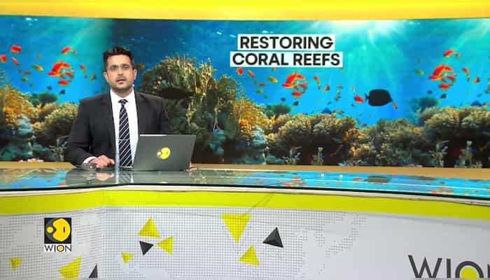 Conserving coral reefs:  Land-based farms helping restoration of coral reefs