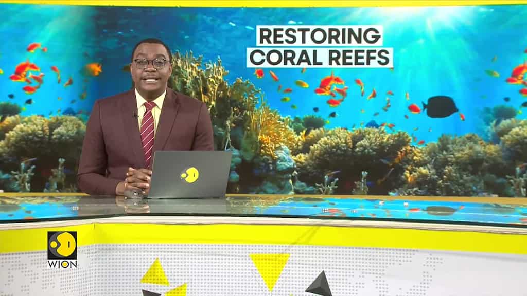 Coral farms help coral grow climate change resilient