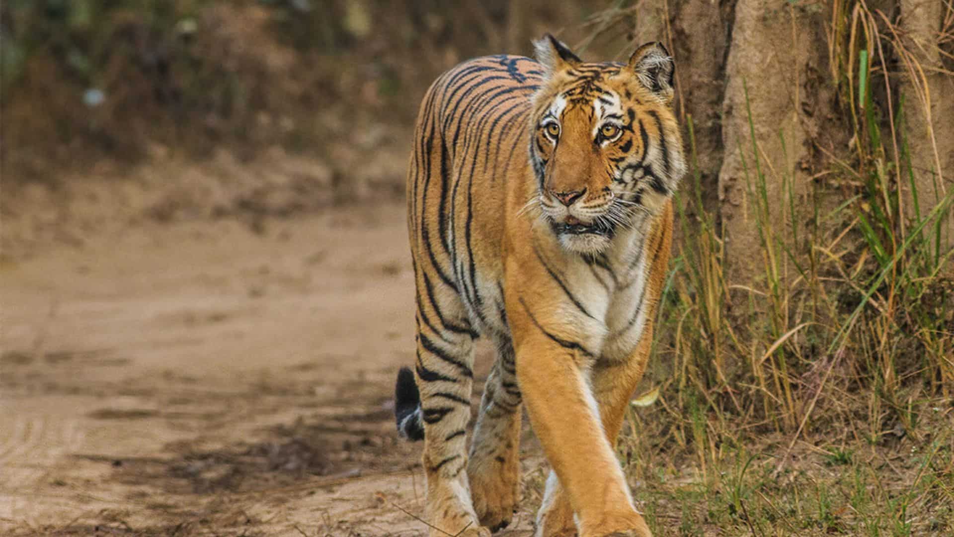 India's top court bans tiger safari in core zones of Uttarakhand's Jim Corbett National Park India's top court bans tiger safari in core zones of Uttarakhand's Jim Corbett National Park