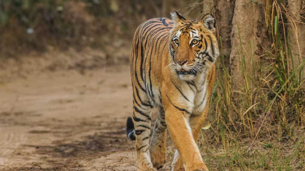 India's top court bans tiger safari in core zones of Uttarakhand's Jim Corbett National Park