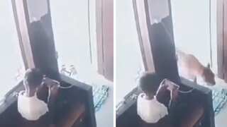 WATCH: 12-year-old Indian boy locks leopard in a room, viral video shocks netizens