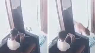 WATCH: 12-year-old Indian boy locks leopard in a room, viral video shocks netizens
