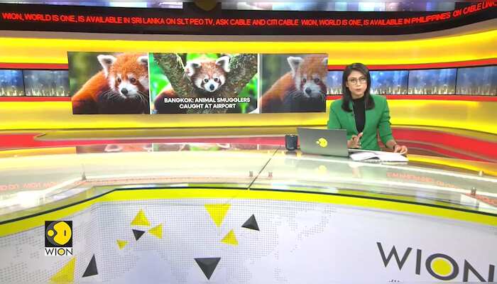 Six Indians arrested in Bangkok for allegedly trafficking Red Panda, 86 other wild animals