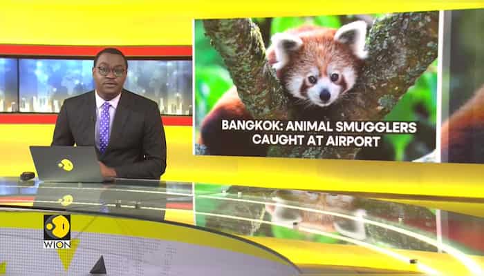 Six Indians arrested in Bangkok Airport for allegedly trafficking wild animals