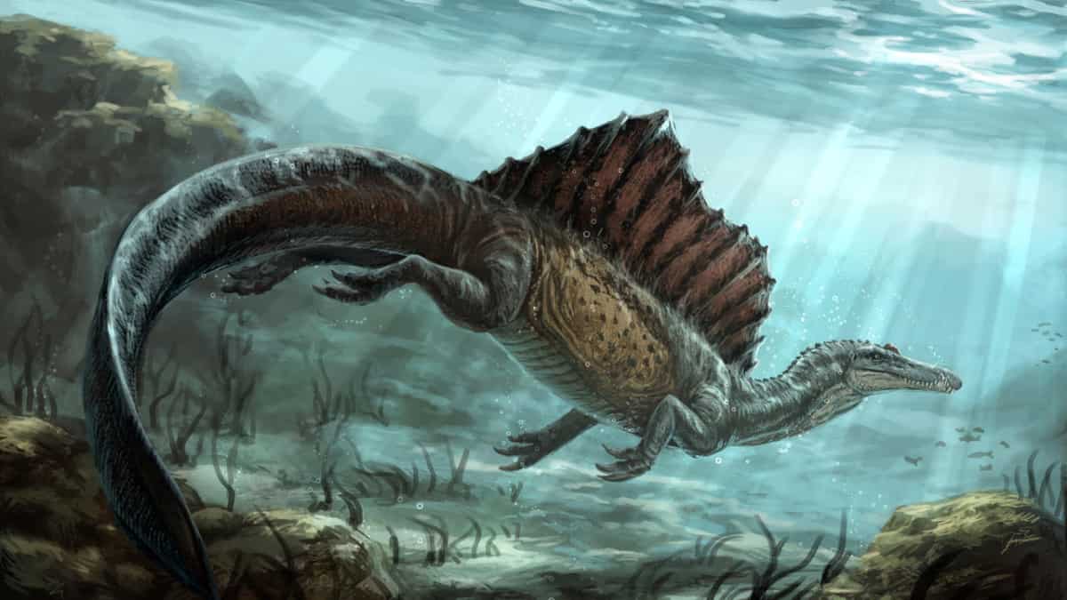 This giant sail-backed dinosaur's hunting style is creating a furore among palaeontologists