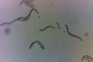 Chernobyl nuclear disaster: Worms at affected site 'exceptionally resilient' to radiation