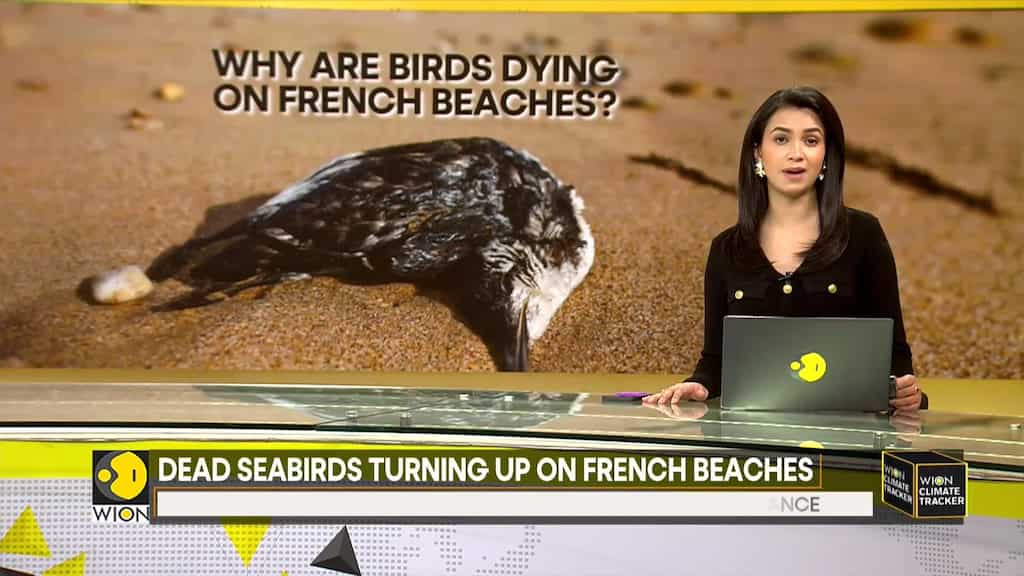 Why are birds dying on French beaches?
