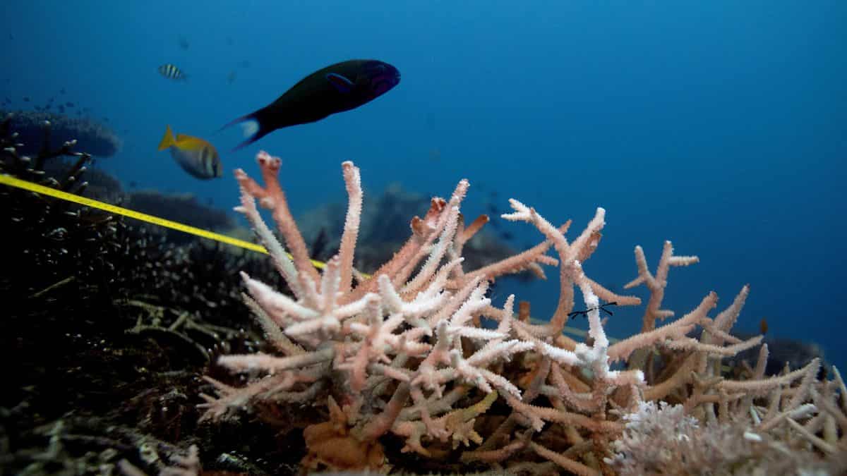Ocean temperatures hit record high in February, say EU scientists