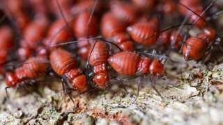 Ancient love preserved: Termites found frozen in amber while mating 38mn years ago