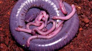 Scientists discover a snake-like amphibian that produces milk for its young