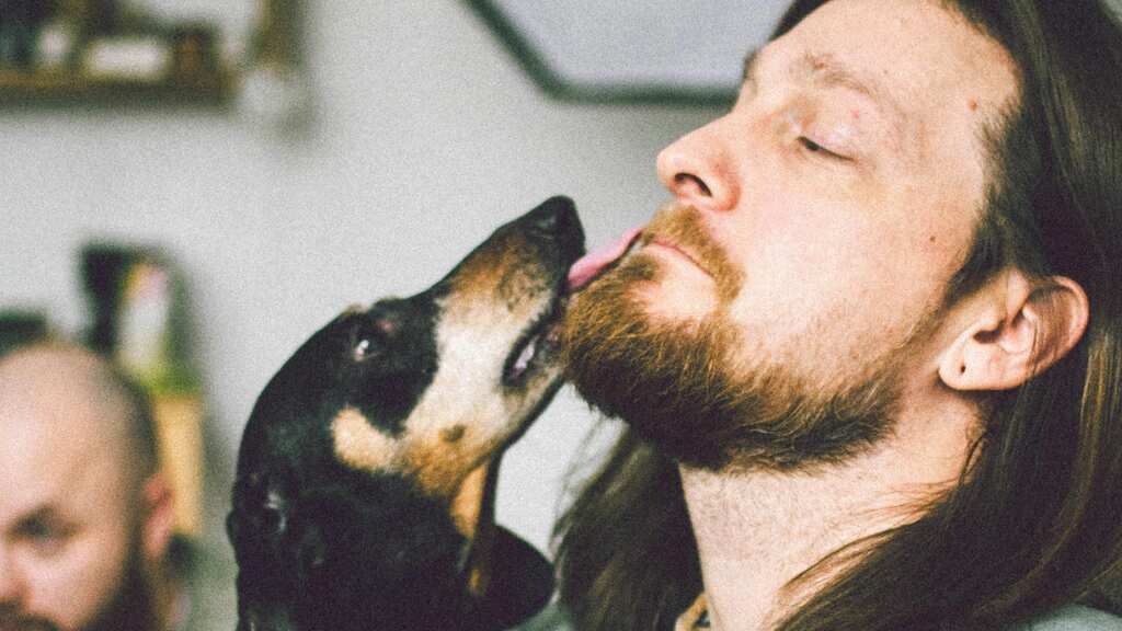 Pet owners beware! Allowing your dog to lick your face can be unhealthy and even fatal