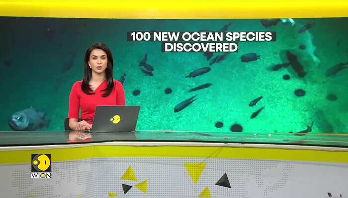 Scientists discover 100 new species off the coast of New Zealand