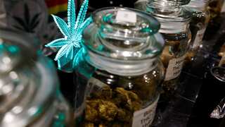 Adults consuming marijuana daily are 25 per cent more prone to heart attack, says study