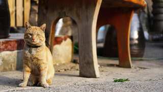 Japanese city warns residents against touching cat which fell in toxic chemical tank