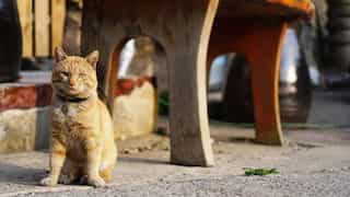 Japanese city warns residents against touching cat which fell in toxic chemical tank