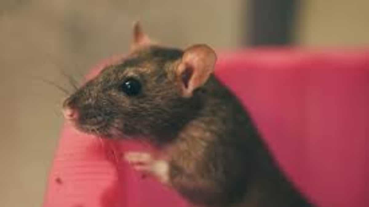 Rats in New Orleans are getting high on marijuana after raiding an evidence room