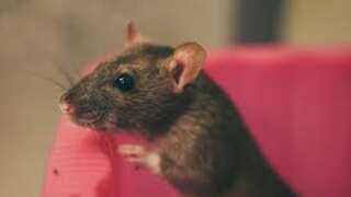 Rats in New Orleans are getting high on marijuana after raiding an evidence room