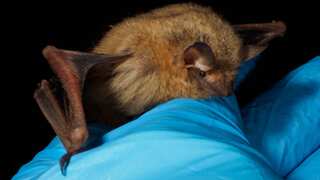 Larger daughters, not sons, rule size-chart in some species of mammals