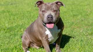 Indian govt prohibits import, breeding and sale of 23 dangerous dog breeds, including pitbulls and bulldogs