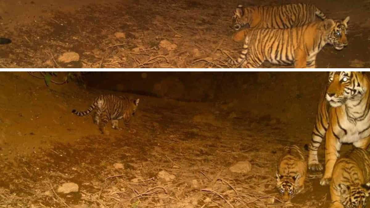 India: Tiger population rises as three new cubs are spotted in Rajasthan’s Sariska reserve India: Tiger population rises as three new cubs are spotted in Rajasthan’s Sariska reserve