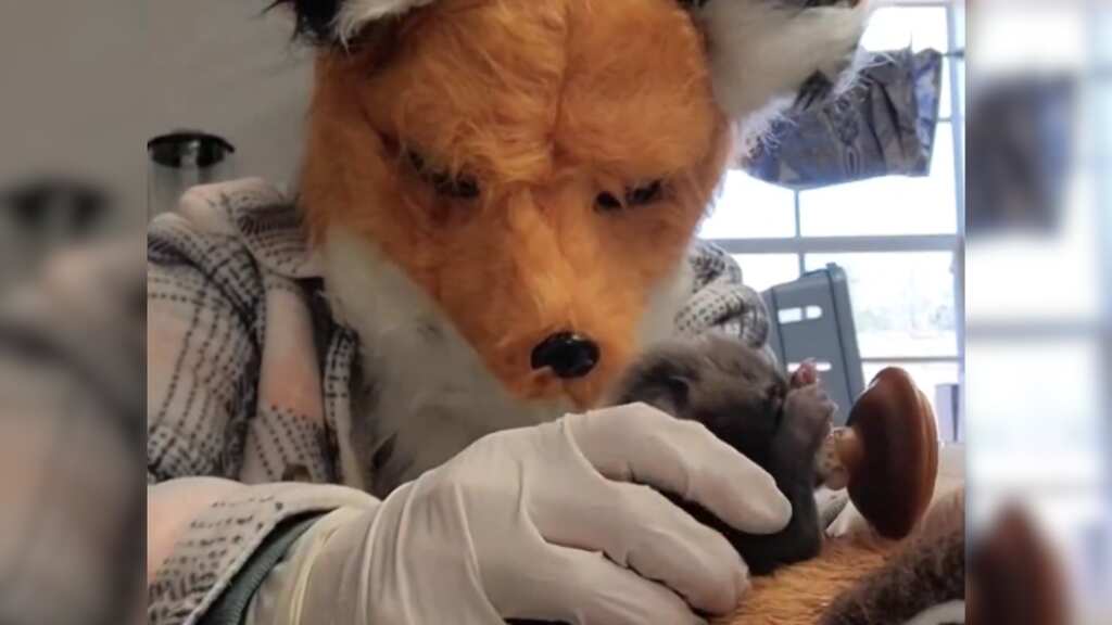 WATCH: Employees at US wildlife centre wear red fox masks to take care of abandoned kit