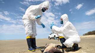 Bird flu strain raises alarm as virus kills South American wildlife