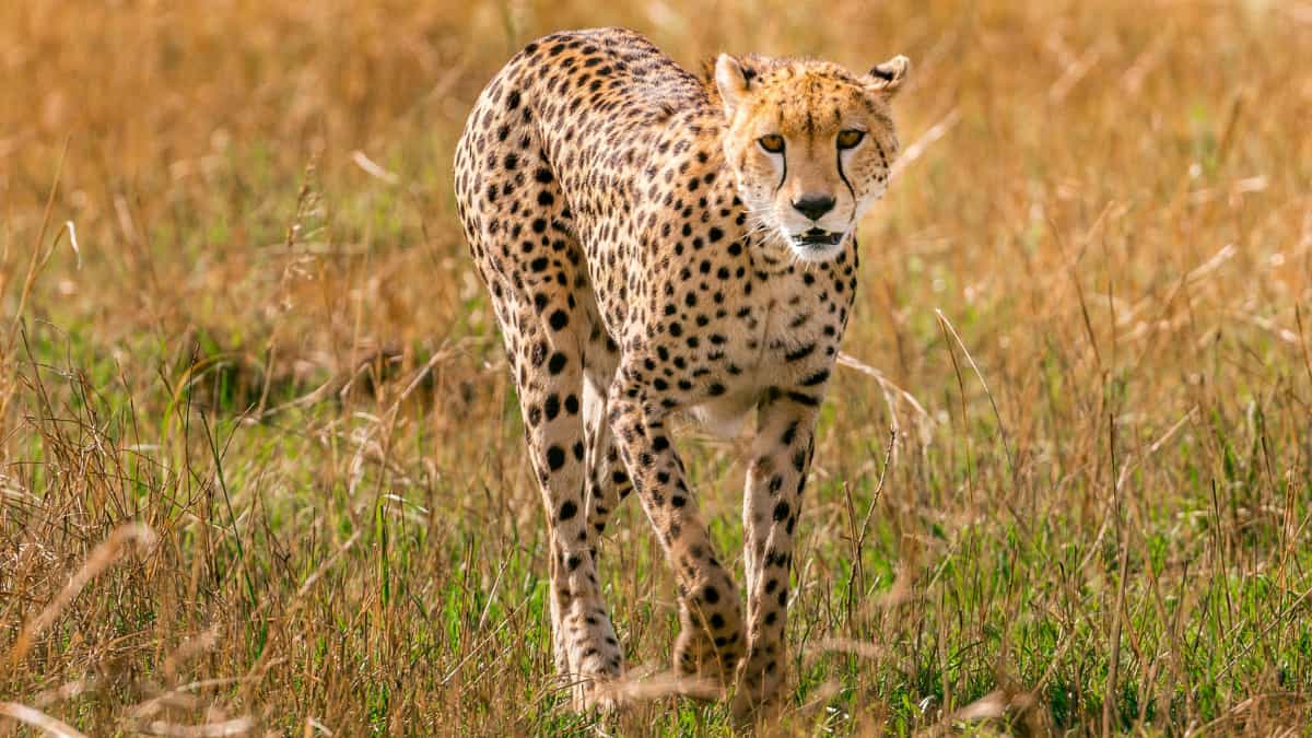 Why do cheetahs run so fast? Scientists reveal reason behind the animal