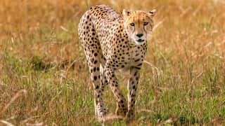 Why do cheetahs run so fast? Scientists reveal reason behind the animal's speed