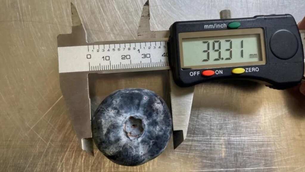 World's biggest blueberry, as big as a ping-pong ball, grown in Australian farm