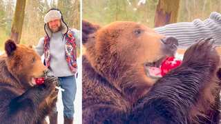 VIRAL VIDEO | Unbearably adorable and giant bear licks big lollipop given by Russian man