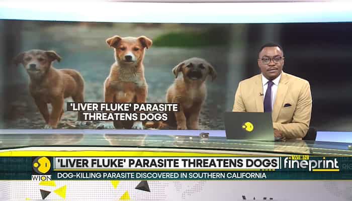Dog-killing 'Liver fluke' parasite discovered in Southern California