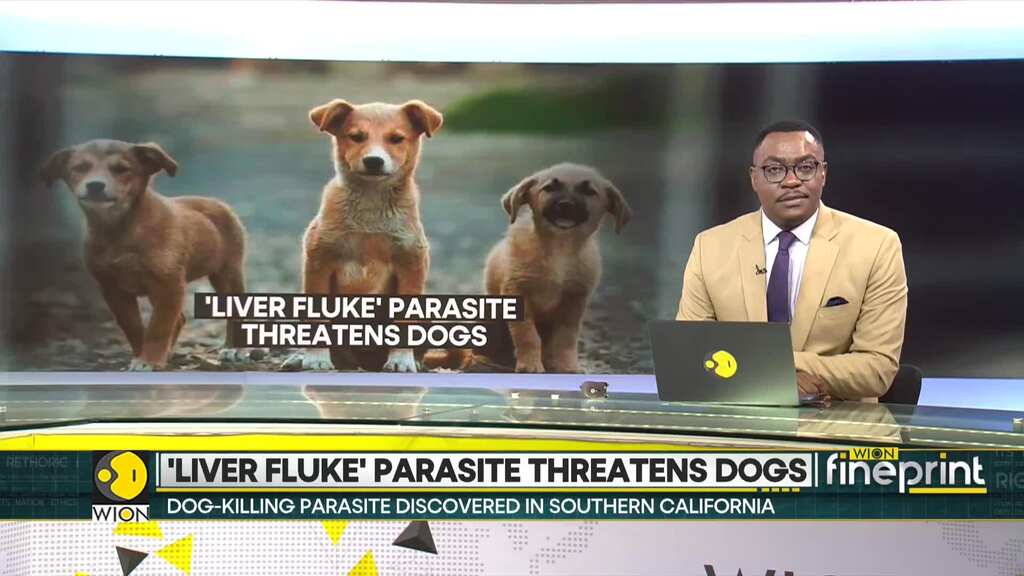 Dog-killing 'Liver fluke' parasite discovered in Southern California