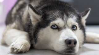‘Liver fluke’ parasite spreading quickly, infection puts dogs at risk across US