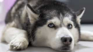 ‘Liver fluke’ parasite spreading quickly, infection puts dogs at risk across US