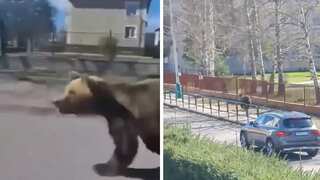 Video | Bear goes on rampage, chases pedestrians in Slovak town