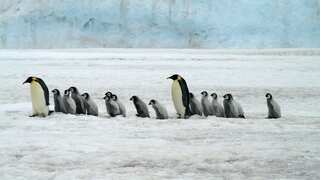 Believe it or not, this trust is hiring people to count penguins in Antarctica