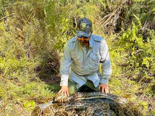A 7-foot-wide pile of 11 pythons found all coiled up in 'mating balls' in Florida