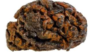 Scientists find 12,000-year-old preserved human brains resisting decomposition