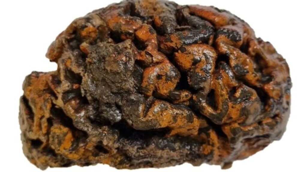 Scientists find 12,000-year-old preserved human brains resisting decomposition