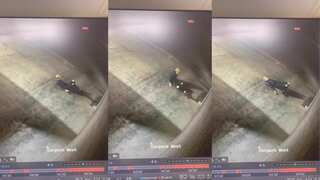 ‘Flexible burglar’: Woman caught doing yoga before stealing croissants from bakery | Watch