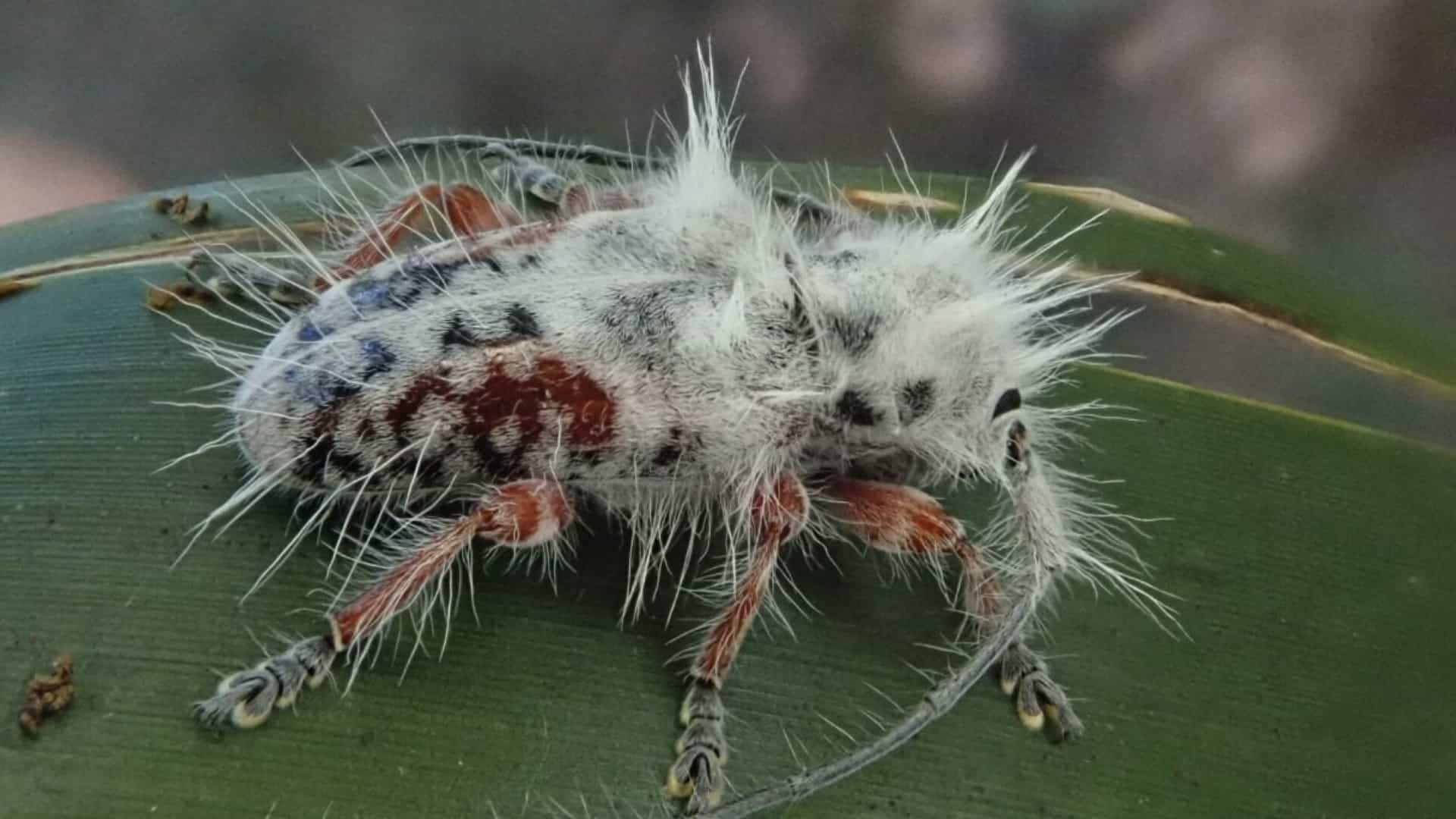 Mistaken for bird poop, newly discovered Australian beetle has a 'Mohawk' hairdo