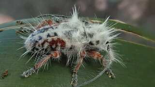 Mistaken for bird poop, newly discovered Australian beetle has a 'Mohawk' hairdo