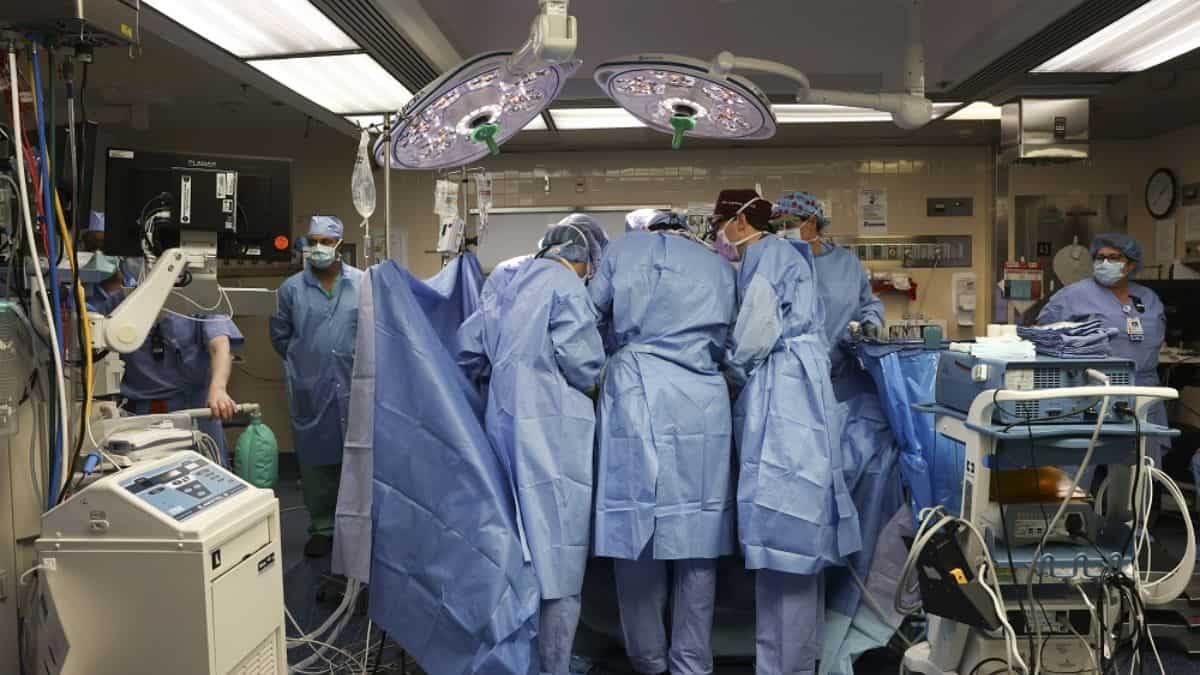 In a first, surgeons successfully transplant pig kidney to living patient