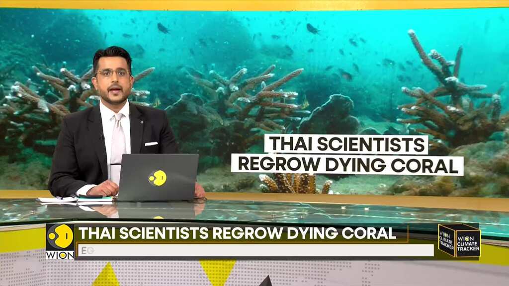 Thai scientists regrow dying coral