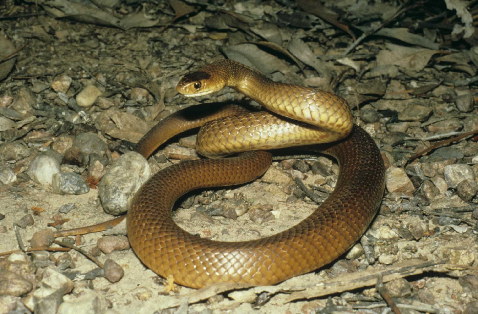 Australian man went to remove snake from childcare centre, later died from snakebite Australian man went to remove snake from childcare centre, later died from snakebite