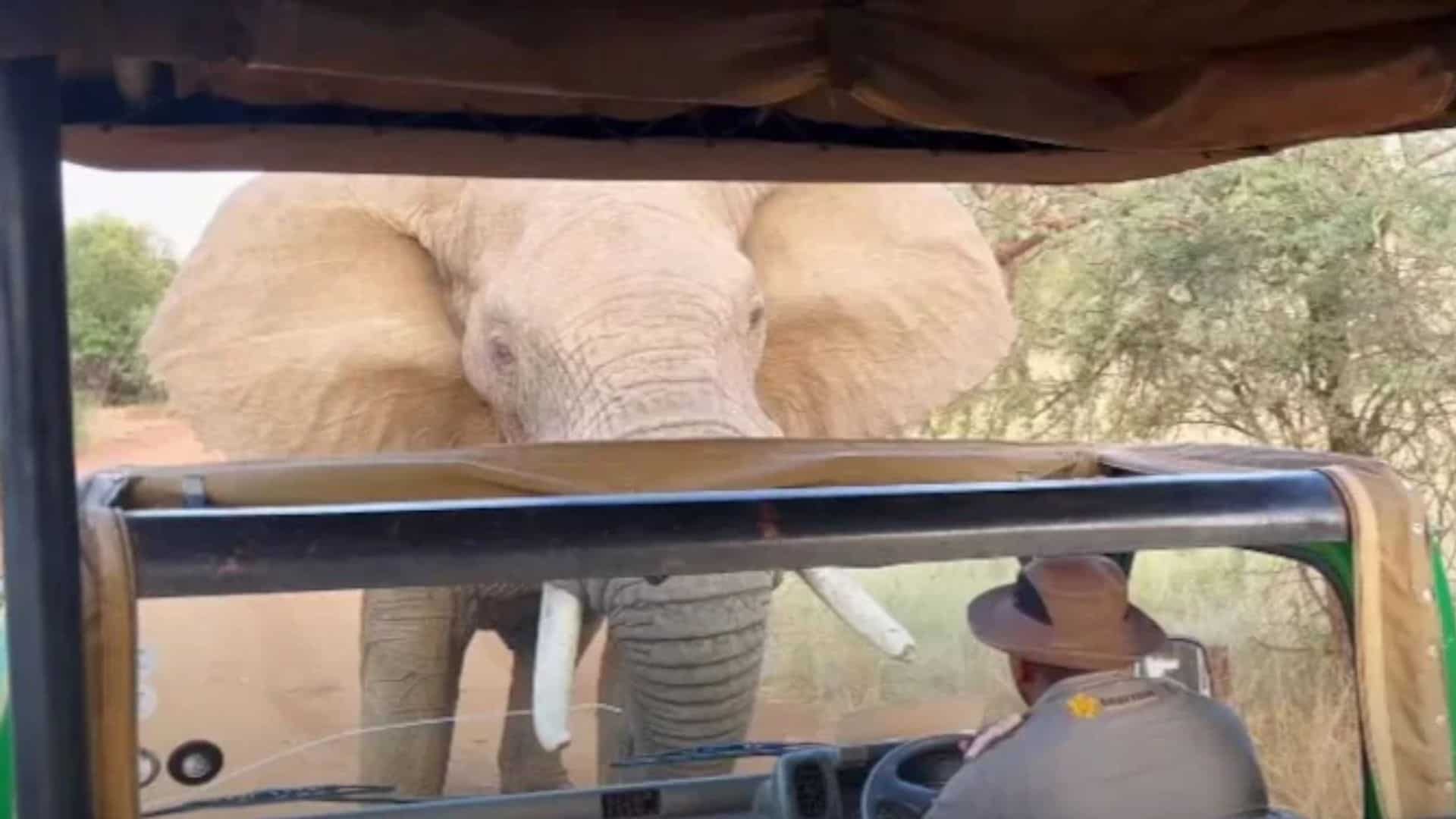 Elephant charges at safari truck, lifting it off the ground: WATCH Elephant charges at safari truck, lifting it off the ground: WATCH