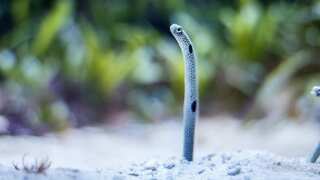 Unbelievable! Live 12-inch eel removed from Vietnamese man’s rectum