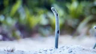 Unbelievable! Live 12-inch eel removed from Vietnamese man’s rectum