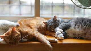 'Overwhelmed' by kindness: Big-hearted Canadian man rescues 300 cats. Here's their heartwarming story