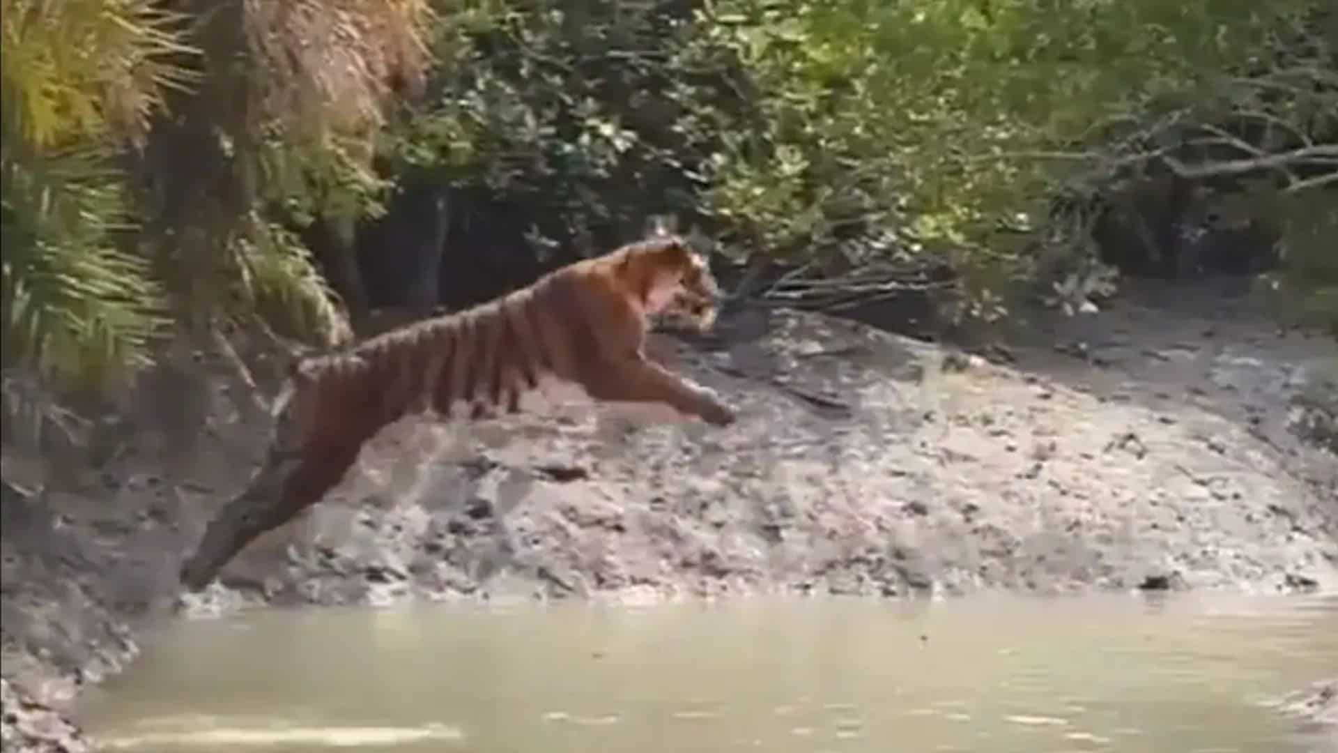WATCH: Tiger majestically leaps to cross river in India’s Sundarbans in rare video